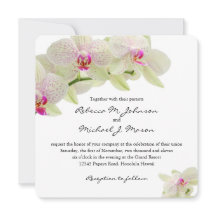 Orquídeas hermosas del blanco y de las rosas