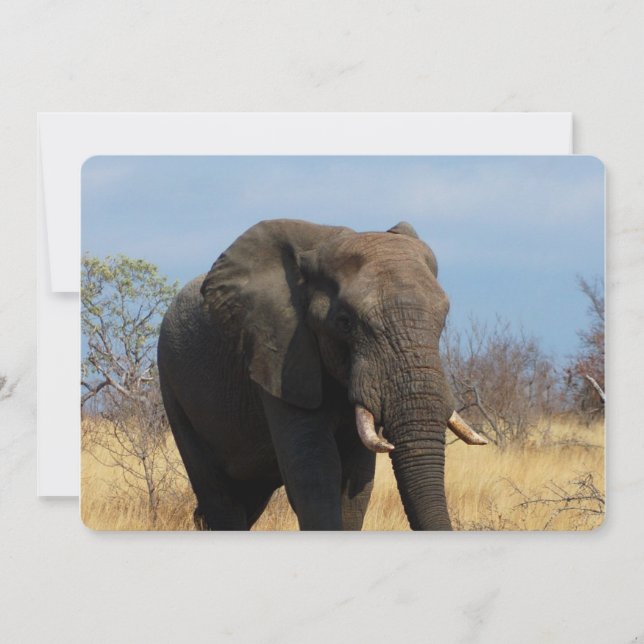 Invitación Pachyderm (Anverso)