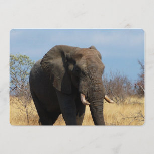 Invitación Pachyderm