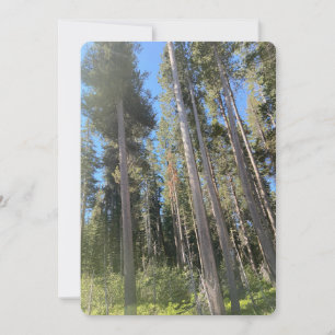 Invitación Paisaje natural de árboles Bosque Parque Estatal C