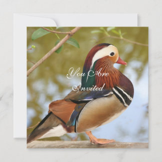 Invitación Pato Mandarin
