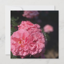 Invitación Pegatinas de rosas rosadas