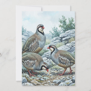 Invitación Perdiz Griega ,Alectoris Graeca Aves de Caza