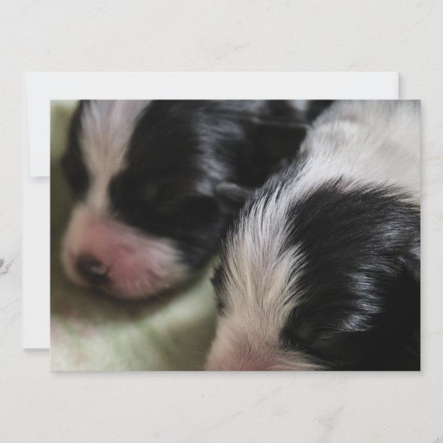 Invitación Perritos recién nacidos del border collie (Anverso)