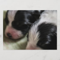 Perritos recién nacidos del border collie