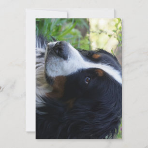 Invitación perro de montaña bernés segundo cumpleaños