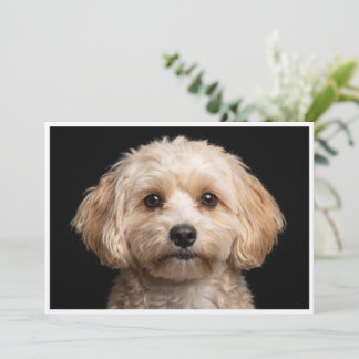 Invitación Perro Miki aislado sobre fondo negro
