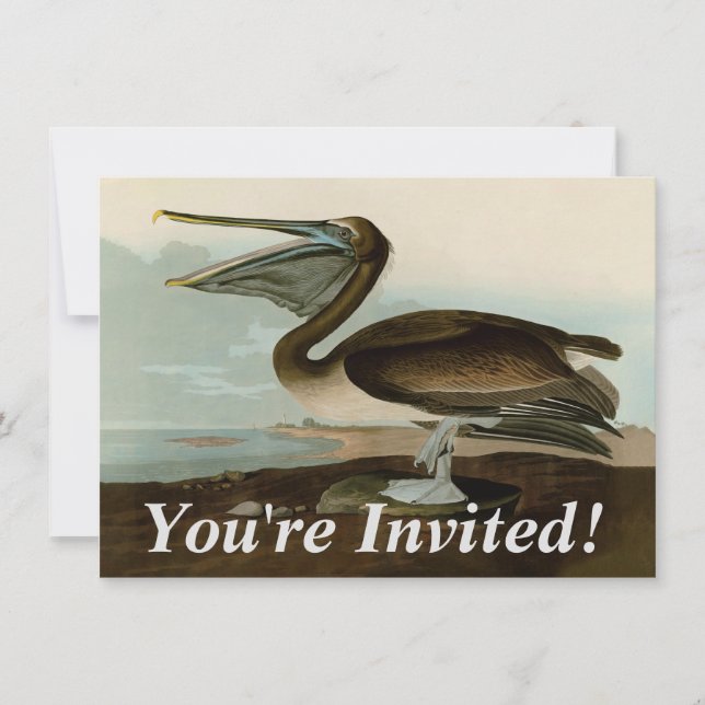 Invitación Pintura de arte pelicano John James Audubon Brown (Anverso)