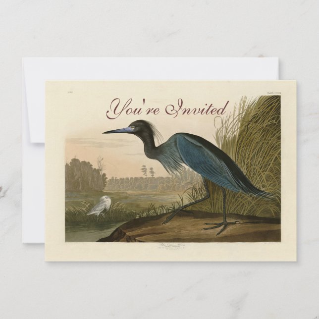 Invitación Pintura de Blue Crane Heron Audubon (Anverso)