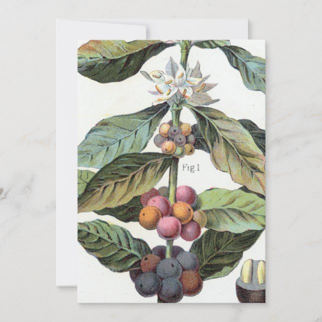 Invitación Pintura de frijol de café de época (Anverso)