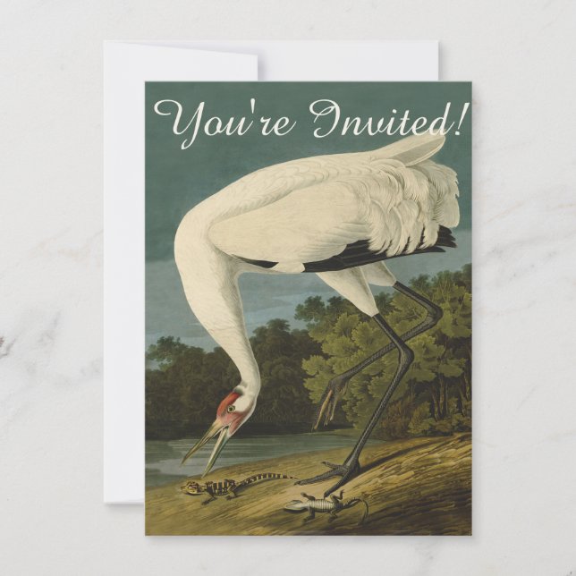 Invitación Pintura de pájaro de Crane Audubon (Anverso)