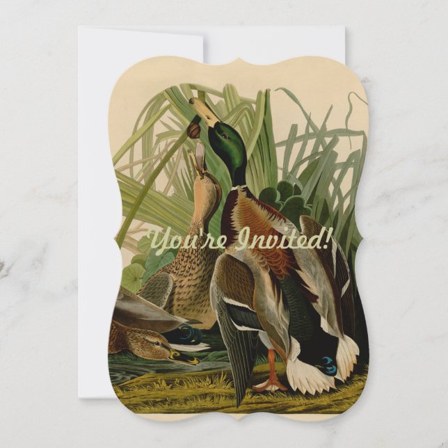 Invitación Pintura de pájaro de Mallard Duck Audubon (Anverso)