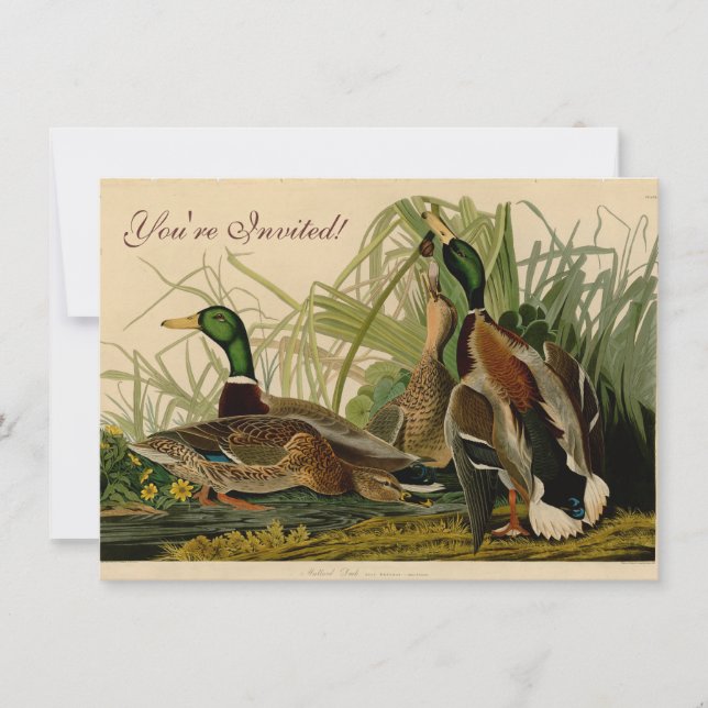 Invitación Pintura de pájaro de Mallard Duck Audubon (Anverso)