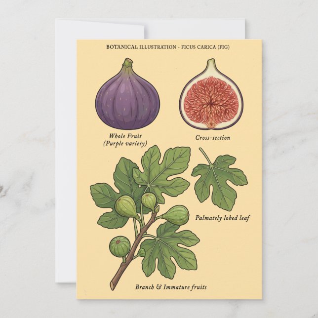 Invitación Planche Botanique Figue Ficus Carica  (Anverso)