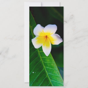 Invitación plumeria