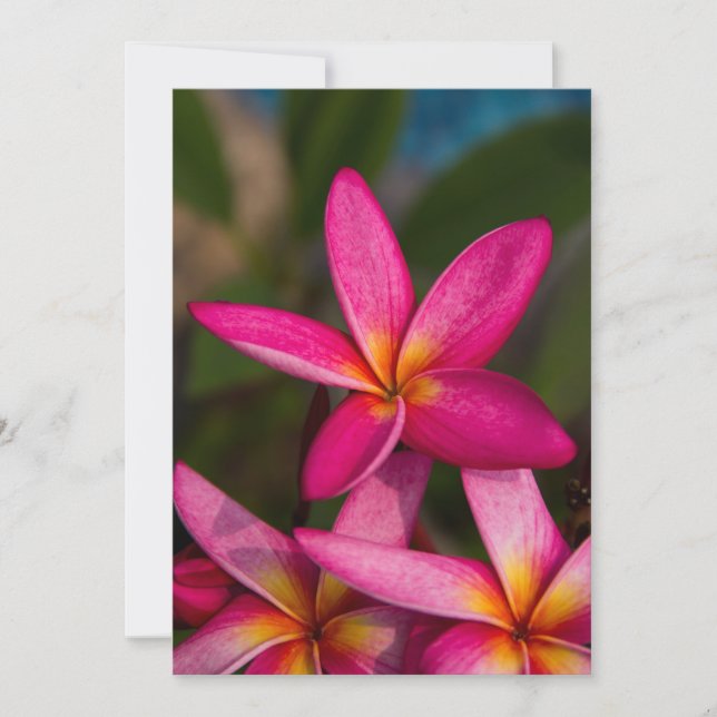Invitación Plumeria de fondo de flores exóticas (Anverso)