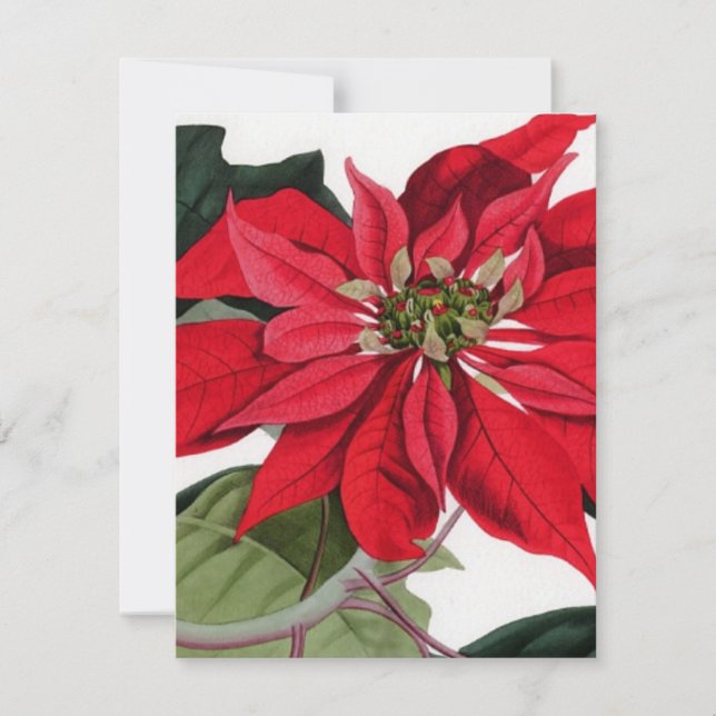 Invitación Poinsettia (Anverso)