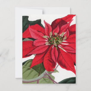 Invitación Poinsettia