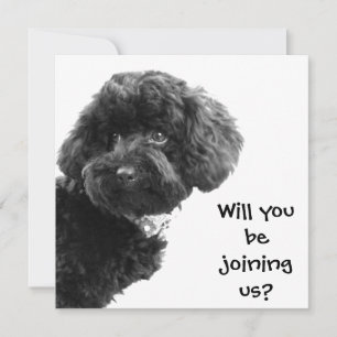 Invitación Poodle de juguetes negros recortados © Fiesta pers