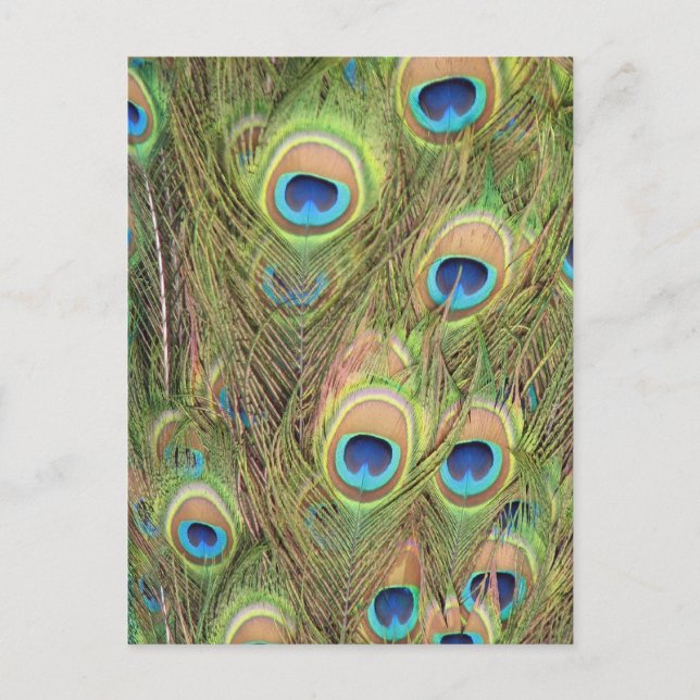 Invitación Postal de Peacock Plumes RSVP (Anverso)