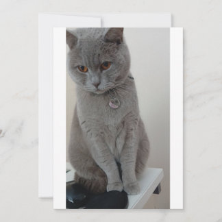 Invitación prueba de gato