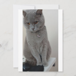 Invitación prueba de gato