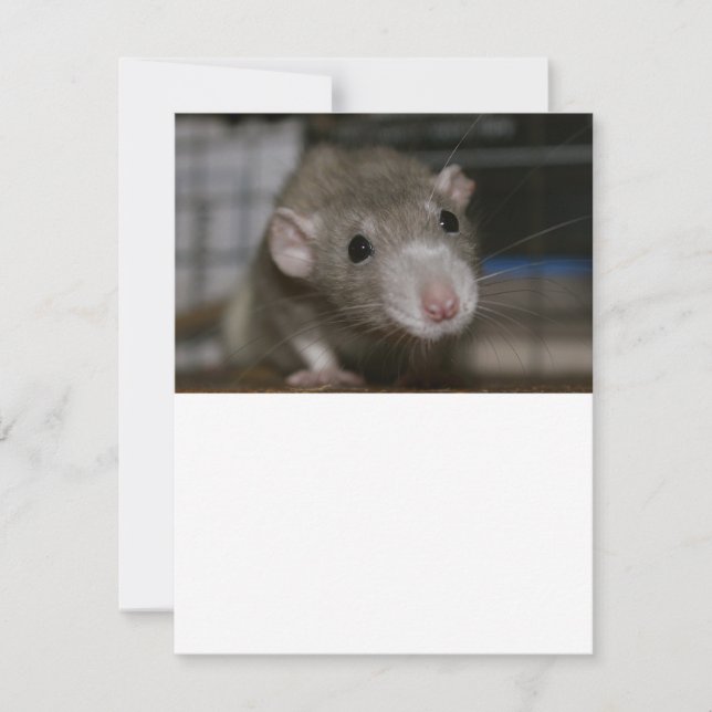 Invitación Rata curiosa (Anverso)