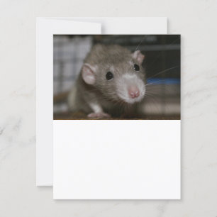 Invitación Rata curiosa