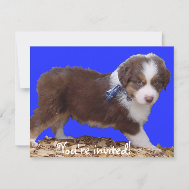 Invitación Red Tri Aussie Puppy (Anverso)