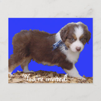 Invitación Red Tri Aussie Puppy