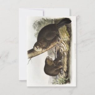 Invitación Retrato Audubon American Beaver