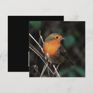 Invitación Robin Siendo Brillante En Un Día Duro Arte Acrílic