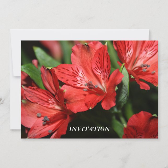 INVITACIÓN roja del Alstroemeria (Anverso)