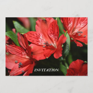 INVITACIÓN roja del Alstroemeria