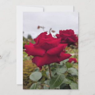 Invitación Rosa Carmesí Terciopelo