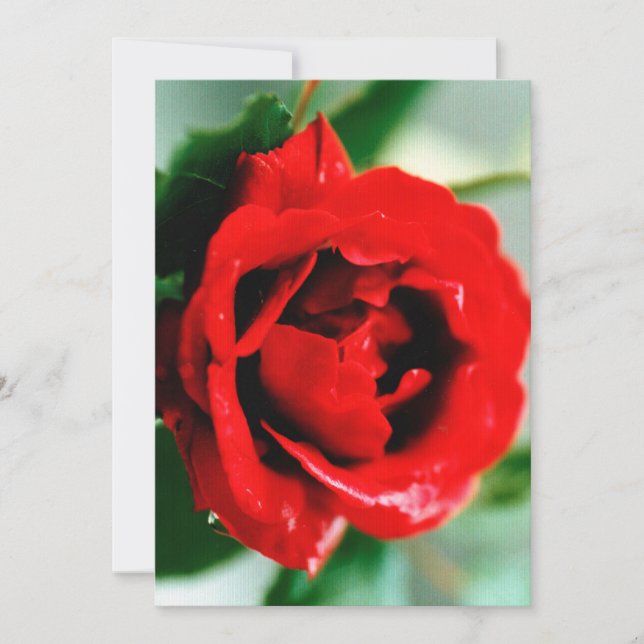 Invitación Rosa Roja con gotas de rocío  (Anverso)