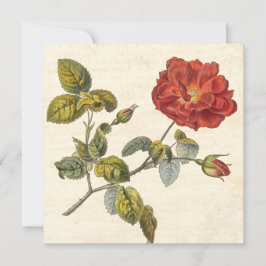 Invitación Rosa Vintage Fiesta del Jardín Botánico de Cumplea