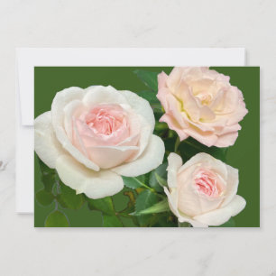 Invitación Rosas rosas rojas blancas románticas