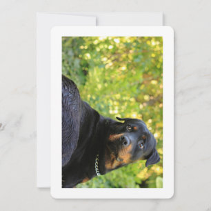 Invitación rottweiler lindo