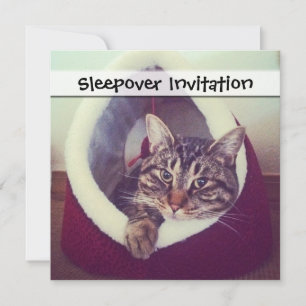 Invitación Tabby Kitty In Hut Close-Up Photograph