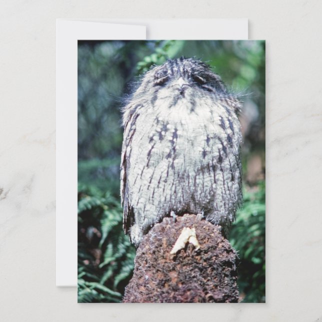 Invitación Tawny Frogmouth, Tasmania (Australia) (Anverso)
