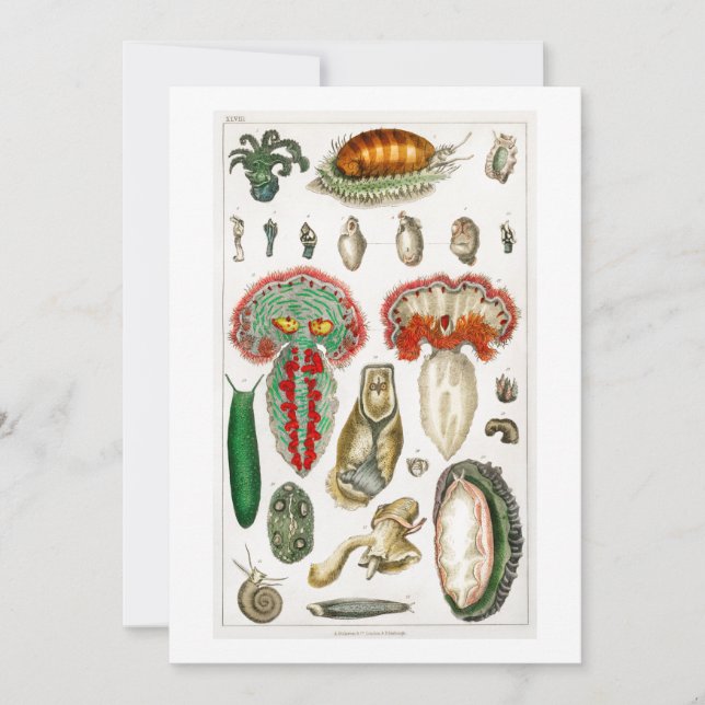 Invitación Tentacles Octopus Squidward tentacles (Anverso)