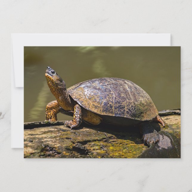 Invitación Tortuga del río Tortuguero - Costa Rica (Anverso)