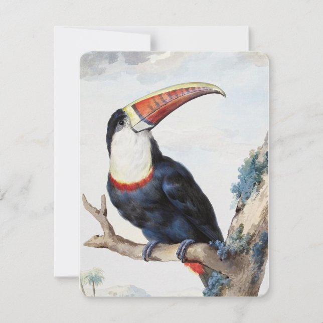 Invitación Toucan de factura roja (1748) por Aert Schouman (Anverso)