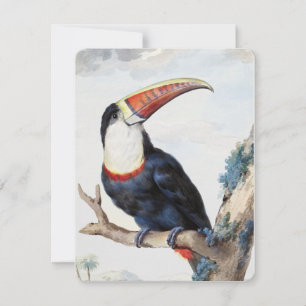 Invitación Toucan de factura roja (1748) por Aert Schouman