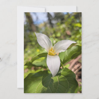 Invitación Trililio Blanco Silvestre en Bosque Iluminado por 
