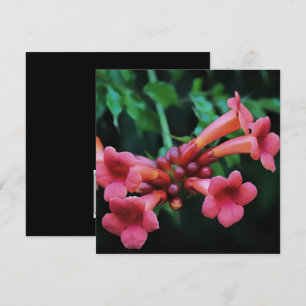Invitación Trompeta rosada Castillo de Honeysuckle Arte Botán