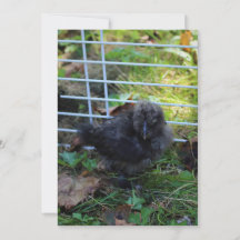 Un bebé Silkie