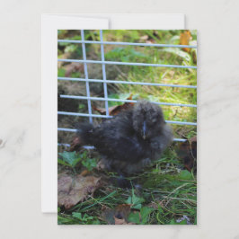 Invitación Un bebé Silkie