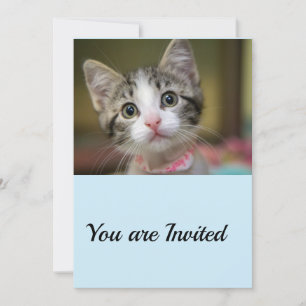 Invitación Un gatito lindo con ojos verdes